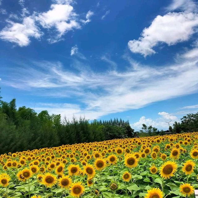 บ้านไร่นายรุ่ง เปิดให้เข้าชมทุ่งดอกทานตะวัน🌻
