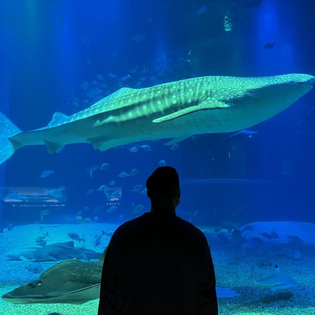 ［大阪］海游館打卡行程攻略🦈