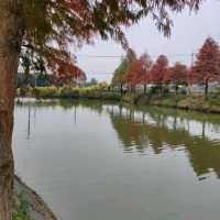 季節限定的美景-嘉義迷霧松境