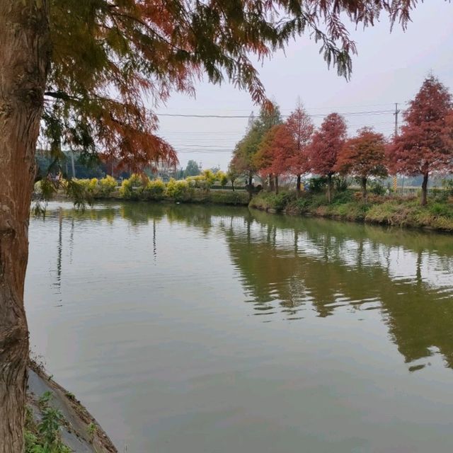 季節限定的美景-嘉義迷霧松境