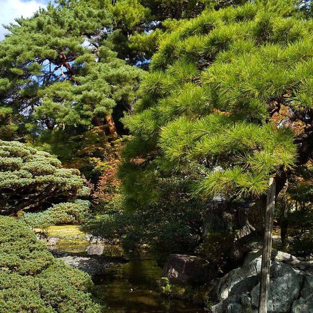 京都御所の御池の鯉