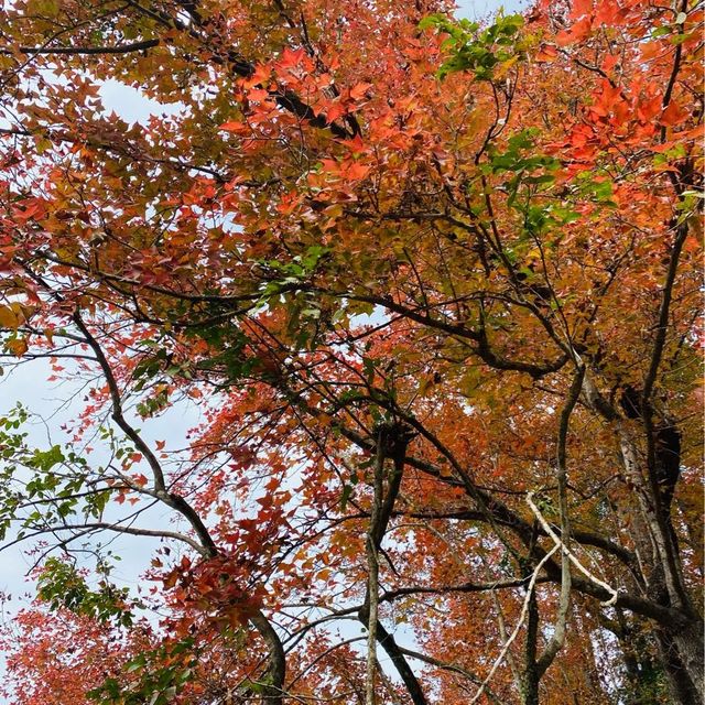 香港行山靚景·三椏村紅葉