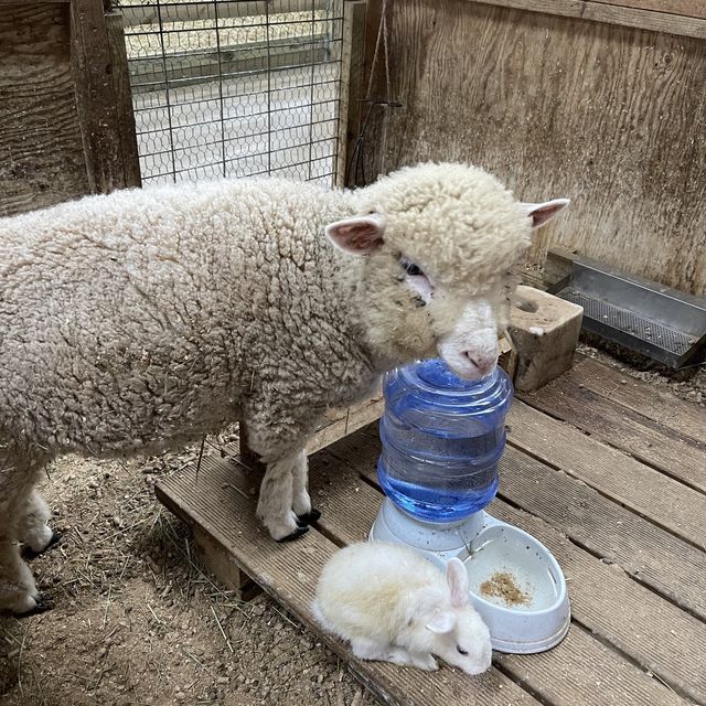 고창에도 드넓은 양떼 목장이 있어요!