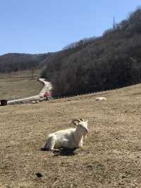 [대관령 여행]🐏하늘목장에서 힐링하기🐏