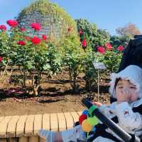 柏の葉公園　秋の紅葉が綺麗
