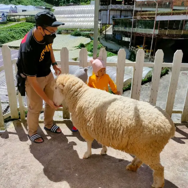 New Sheep Sanctuary at Cameron Highlands