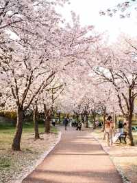 서울, 벚꽃 아래에서 피크닉