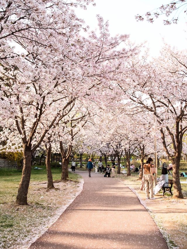 서울, 벚꽃 아래에서 피크닉