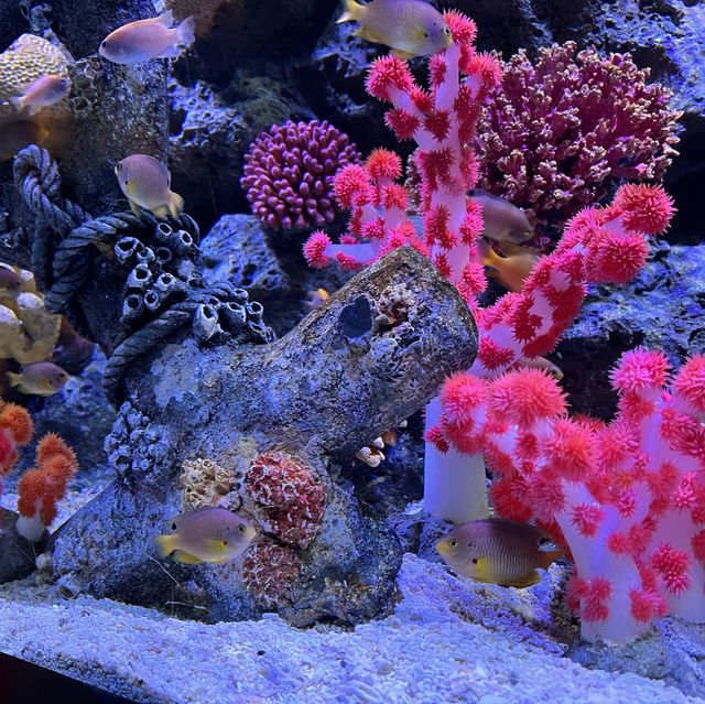 Sea Life Bangkok Ocean World @ Siam Paragon