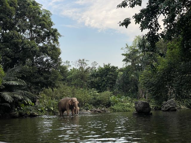 迪士尼森林河流之旅