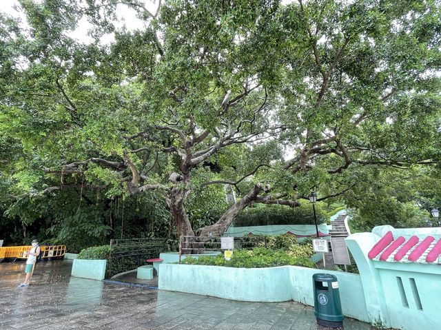 Taipa Houses (龍環葡韻）