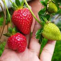 Big Red Strawberry Farm 🍓