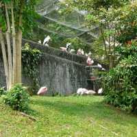 最後機會～新加坡裕廊飛禽公園