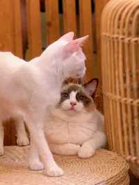 被超治愈貓貓包圍了😍  見到貓貓同見到小朋友一樣會會生微笑 見到呢間「貓島」唔