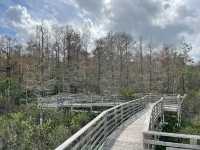 Audubon Corkscrew Swamp Sanctuary
