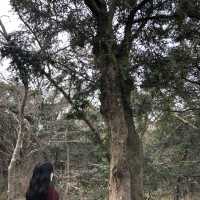 [제주도 여행] 산림욕 추천장소, 사려니숲길&비자림🌳