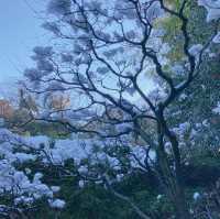 【神奈川県】報国寺
