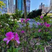 賞花好去處 ～ 維多利亞公園 