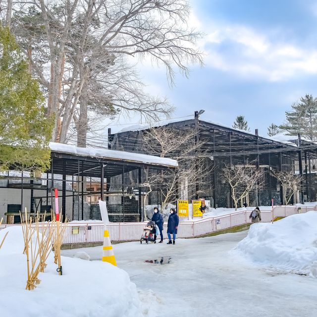 冬の円山動物園・猛禽舎