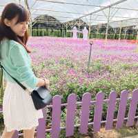Colmar Tropicale and Genting Trip