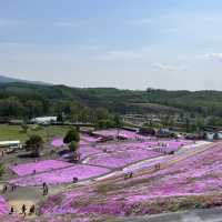 東藻琴の芝桜公園へ