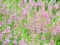 城門谷公園荷花池