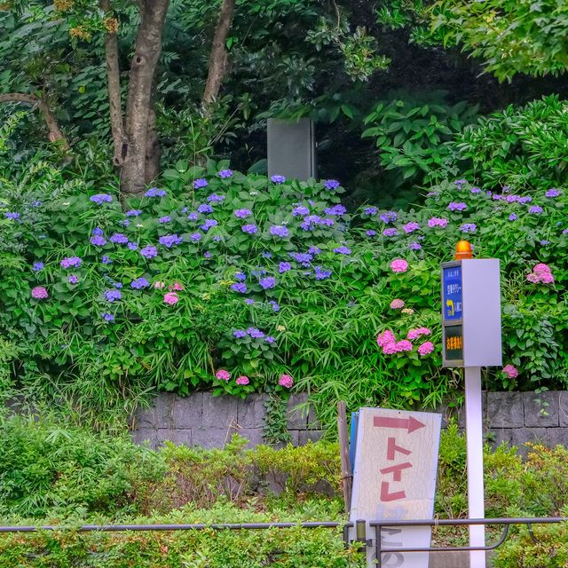 不忍池を望む紫陽花