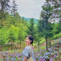 🌸나만 알고 싶은 보성 수국 핫스팟🌸
