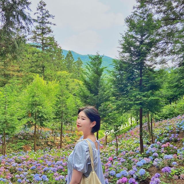 🌸나만 알고 싶은 보성 수국 핫스팟🌸
