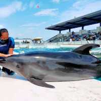 動物たちとふれあい体験もできる水族館！