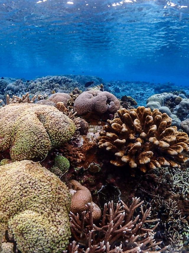 Manta Ray and coral reef at Nusa Lembongan 