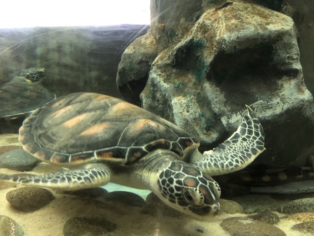 Penang Aquarium Batu Maung (Malaysia)