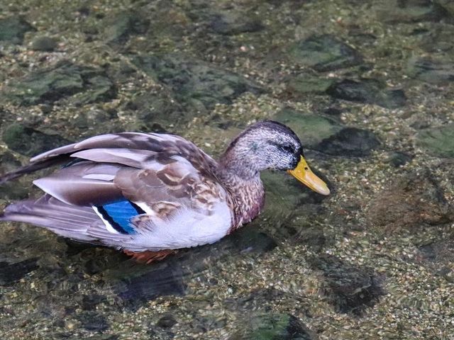 【京都府】京都の風物詩「鴨川」沿いを散歩