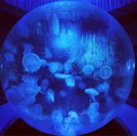 【新江ノ島水族館】神奈川県/江ノ島