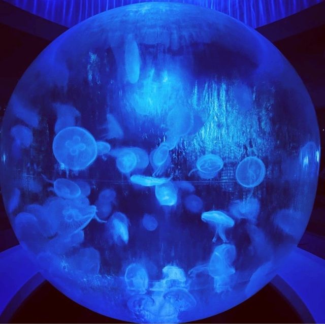 【新江ノ島水族館】神奈川県/江ノ島