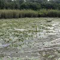 Tasik Wetland Putrajaya 