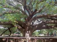 ต้นจามจุรียักษ์ 🌳🌳