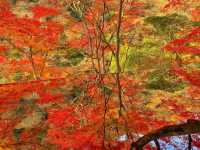京都・嵐山 『祐斎亭』の紅葉