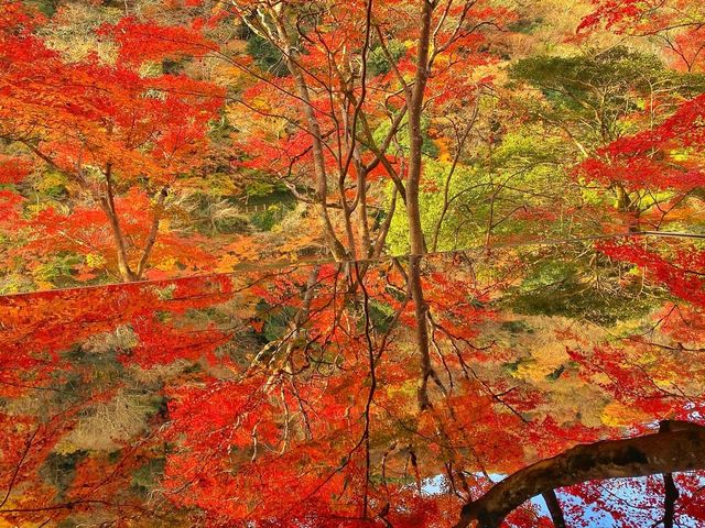 京都・嵐山 『祐斎亭』の紅葉