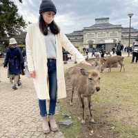日本奈良公園｜真的好多🦌鹿，一旁的烤地瓜攤販很好吃😍