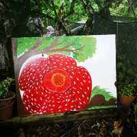 RAFFLESIA FLOWER KG PORING SABAH 