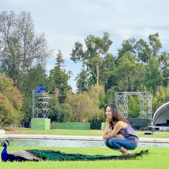 Peacock admiring, Arcadia LA county arboretum
