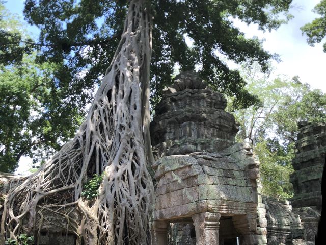 Ta Prohm Temple - Where trees have dominated