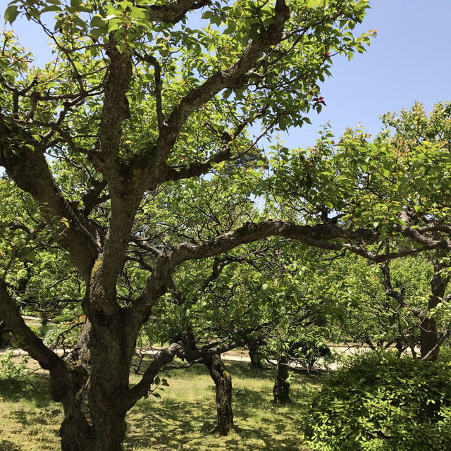 日本三大名園之一 兼六園