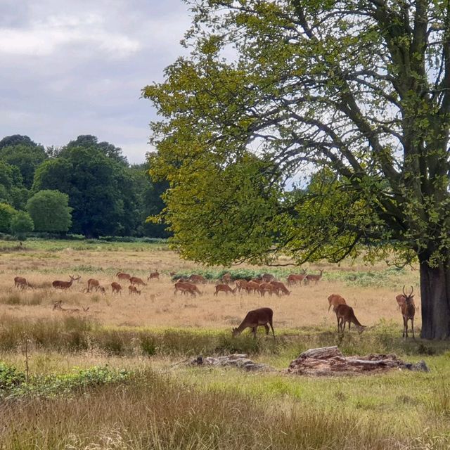 See deers in London - Richmond Park 