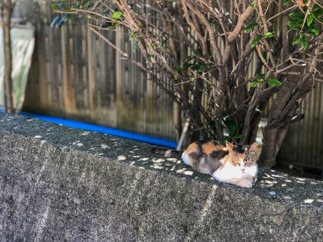 한적한 고양이 섬 , 아이노시마