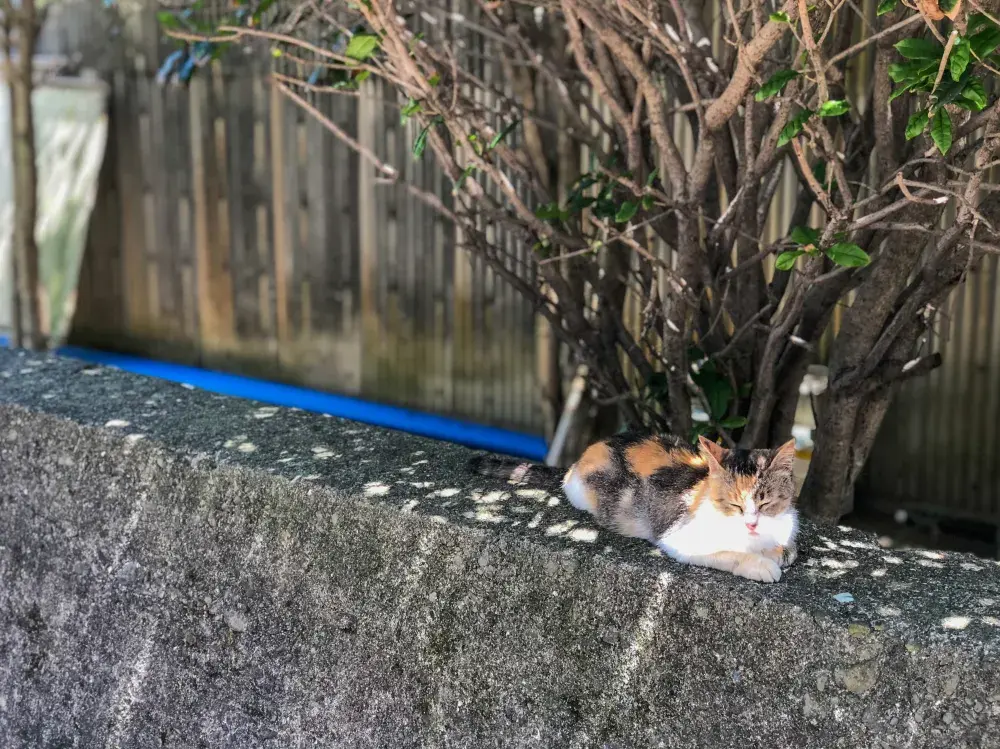 한적한 고양이 섬 , 아이노시마