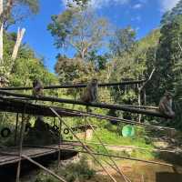 Zip-Line through the jungle!
