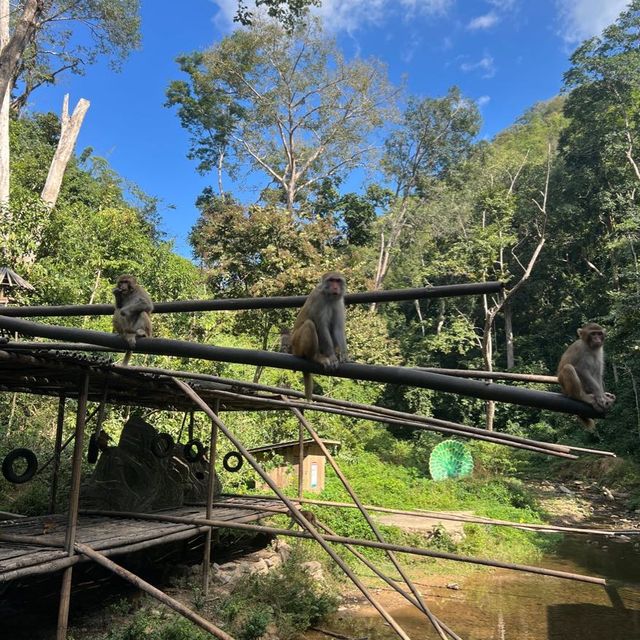 Zip-Line through the jungle!