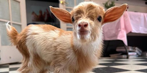Baby Goat Yoga & Bubbly: A Brunchy, Bendy, NYE Celebration | Legacy Lane Farm